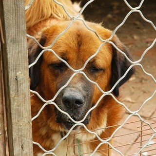 A Borgosesia nuovo servizio per il recupero dei cani randagi