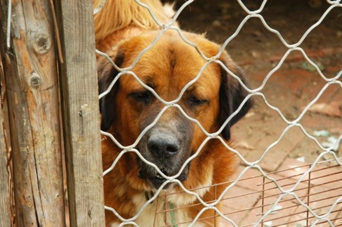 A Borgosesia nuovo servizio per il recupero dei cani randagi