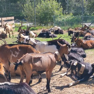 Annullata la fiera di Doccio, rimane la lotteria