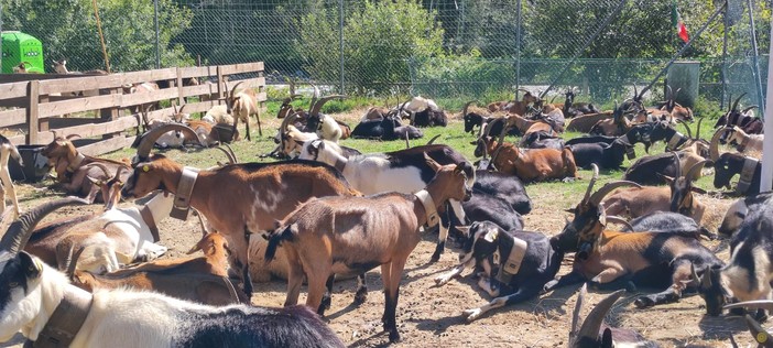 La fiera di Doccio si recupera domenica 27 ottobre