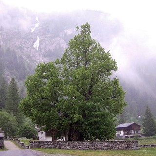 Giornata nazionale degli alberi: il Piemonte amplia il numero delle piante monumentali