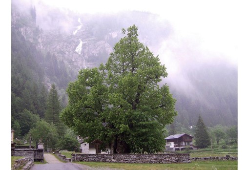 Giornata nazionale degli alberi: il Piemonte amplia il numero delle piante monumentali