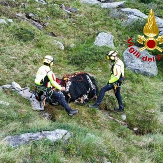 Alagna: bovino ferito in alpeggio, intervengono i Vigili del Fuoco con l'elicottero FOTO