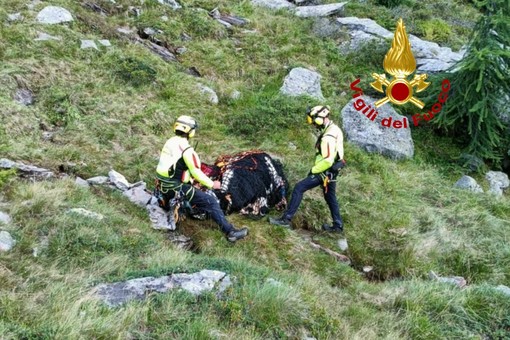 Alagna: bovino ferito in alpeggio, intervengono i Vigili del Fuoco con l'elicottero FOTO