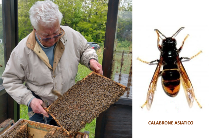 Calabrone asiatico: una nuova minaccia incombe sul miele piemontese.