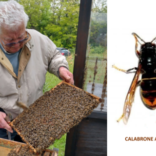 Calabrone asiatico: una nuova minaccia incombe sul miele piemontese.