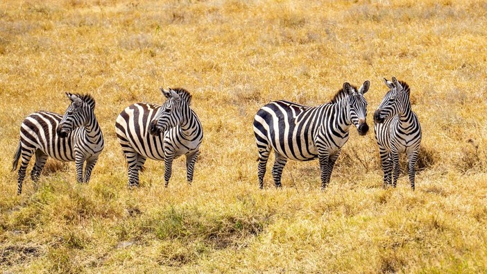 Come organizzare un safari in Tanzania: costi, periodi e itinerari