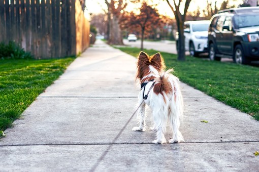 Serravalle dice basta alle deiezioni canine per strada