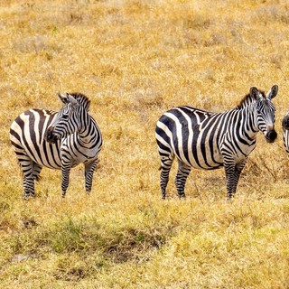 Come organizzare un safari in Tanzania: costi, periodi e itinerari