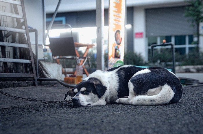 In Piemonte arriva il testo unico sul benessere animale: via la catena e lotta al randagismo.