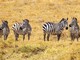 Come organizzare un safari in Tanzania: costi, periodi e itinerari