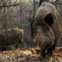 Caccia e peste suina, Bongioanni: &quot;Prolungato di un mese il calendario per il cinghiale&quot;