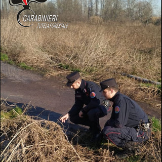 Indagine dei carabinieri forestali