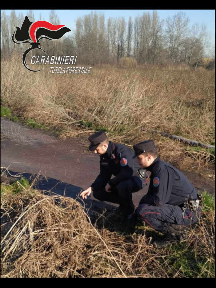 Indagine dei carabinieri forestali