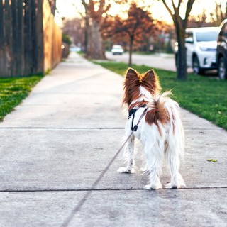 Serravalle dice basta alle deiezioni canine per strada