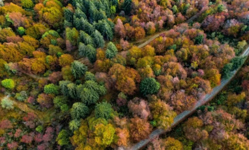 Lo spettacolo del foliage all’Oasi Zegna