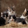 Festa Internazionale del gatto, storia e origini: come fare la differenza?