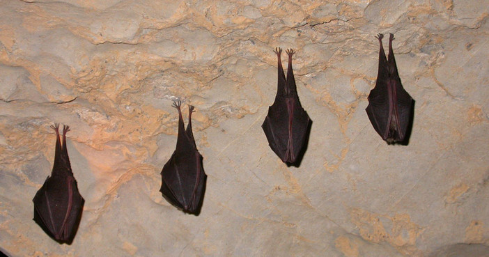 Le grotte del Fenera chiuderanno per un periodo per tutelare i pipistrelli.