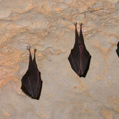 Le grotte del Fenera chiuderanno per un periodo per tutelare i pipistrelli.