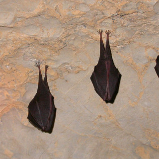 Le grotte del Fenera chiuderanno per un periodo per tutelare i pipistrelli.