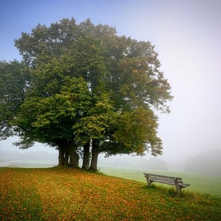 Il 21 novembre è la giornata dell'albero