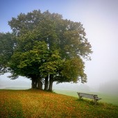 Il 21 novembre è la giornata dell'albero