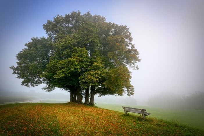 Il 21 novembre è la giornata dell'albero