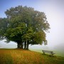 Il 21 novembre è la giornata dell'albero