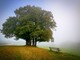 Il 21 novembre è la giornata dell'albero