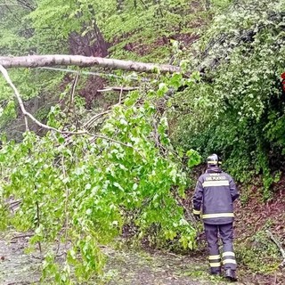 Portula, pianta sulla strada: arrivano i Vigili del Fuoco (foto di repertorio)