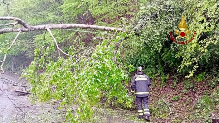 Portula, pianta sulla strada: arrivano i Vigili del Fuoco (foto di repertorio)