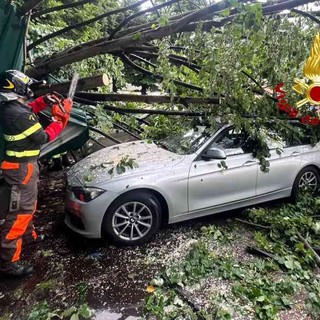 Borgosesia: Grossa pianta crolla su tre auto