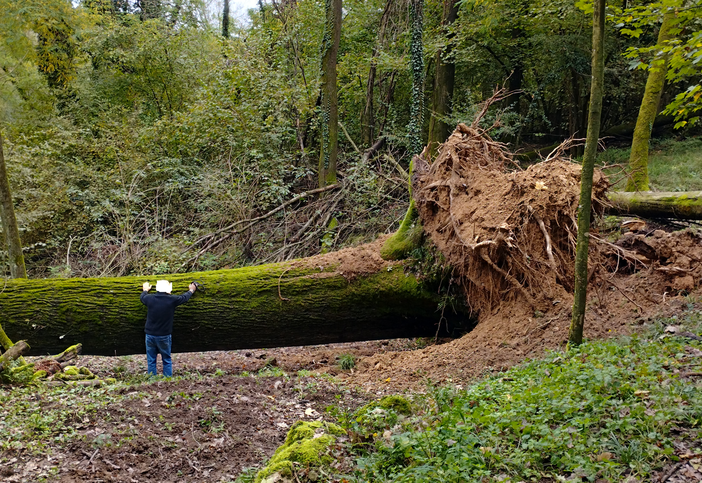 Quercia secolare crolla nei boschi di Villa del Bosco