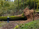 Quercia secolare crolla nei boschi di Villa del Bosco