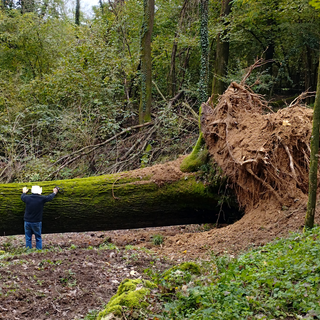 Quercia secolare crolla nei boschi di Villa del Bosco