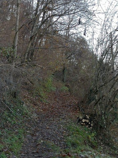 Piante sul sentiero che porta a Lombaretto: strada liberata