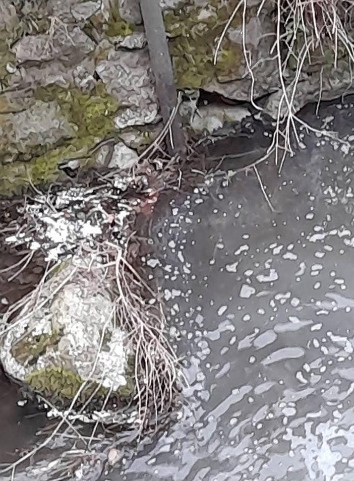 Schiuma e moria di pesci nel rio Cavaglia a Quarona