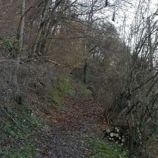 Piante sul sentiero che porta a Lombaretto: strada liberata