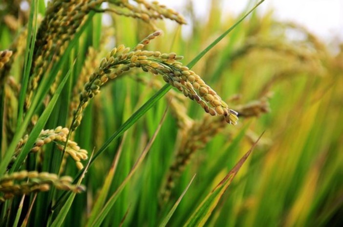 Ritorna il servizio di allerta del “Brusone del riso”.