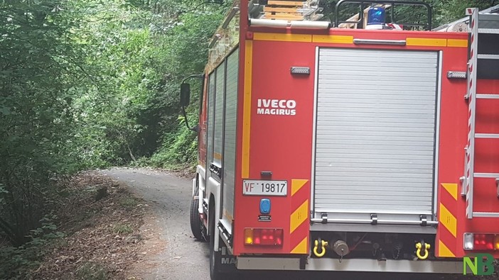 Pianta sulla strada per il maltempo, intervento in Valsessera (foto di repertorio)