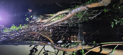 Maltempo, a Portula albero si abbatte sul tetto di una casa