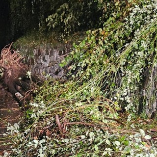 Le piante cadute nella notte a Bocciolaro