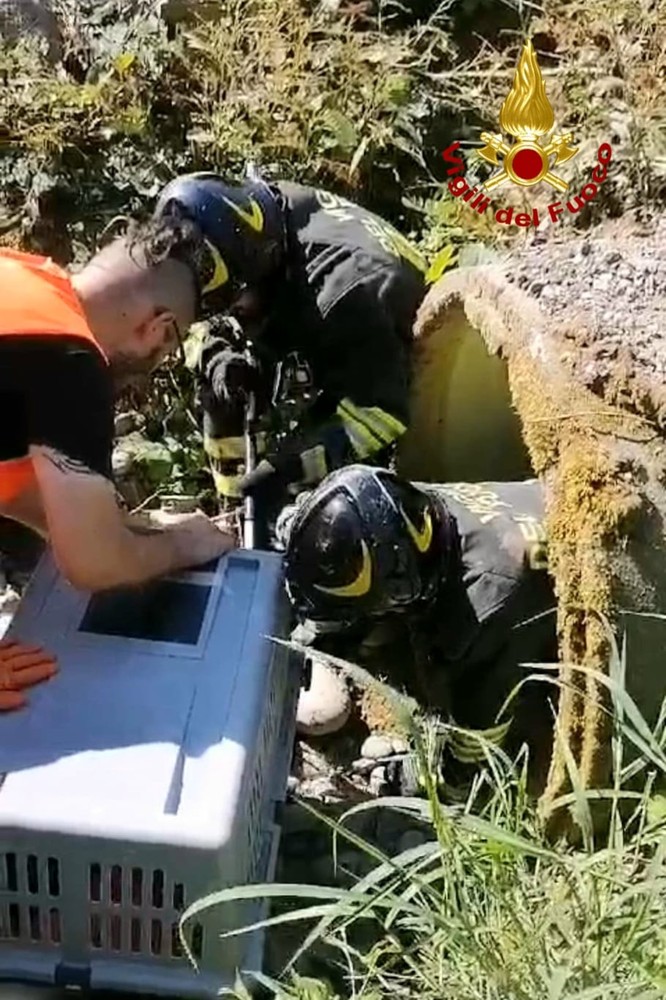 Volpe incastrata in un canale, intervengono i Vigili del Fuoco VIDEO