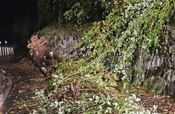 Le piante cadute nella notte a Bocciolaro